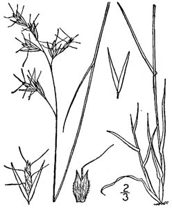 Silky Oatgrass, Downy Danthonia /
Danthonia sericea
